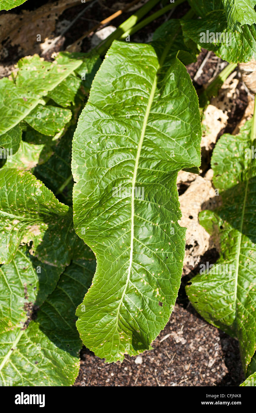 Big leaf of Horseradish plant, Armoracia rusticana, Brassicaceae Stock