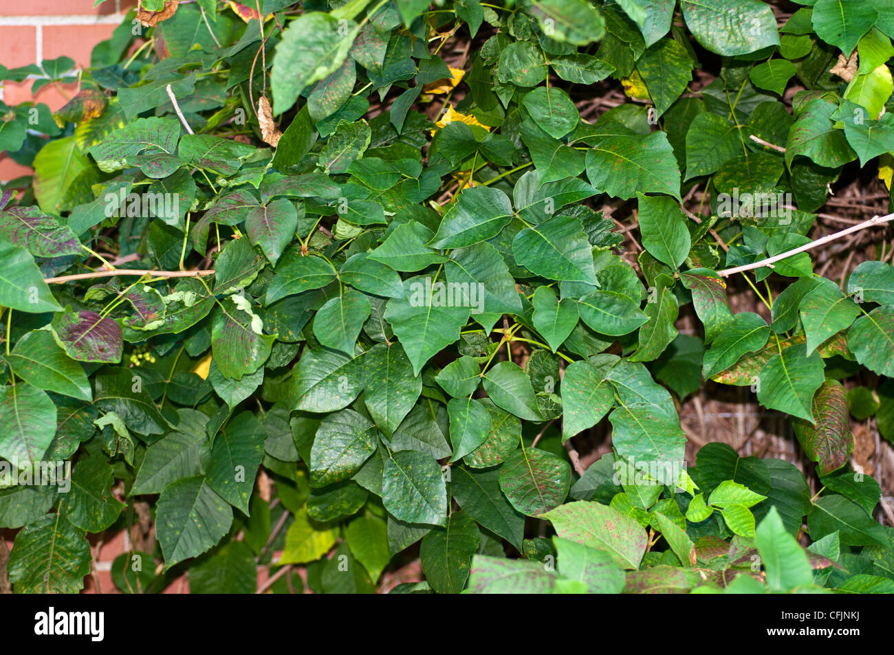 Toxic plant, foliage, leaves of Poison Ivy, Toxicodendron radicans