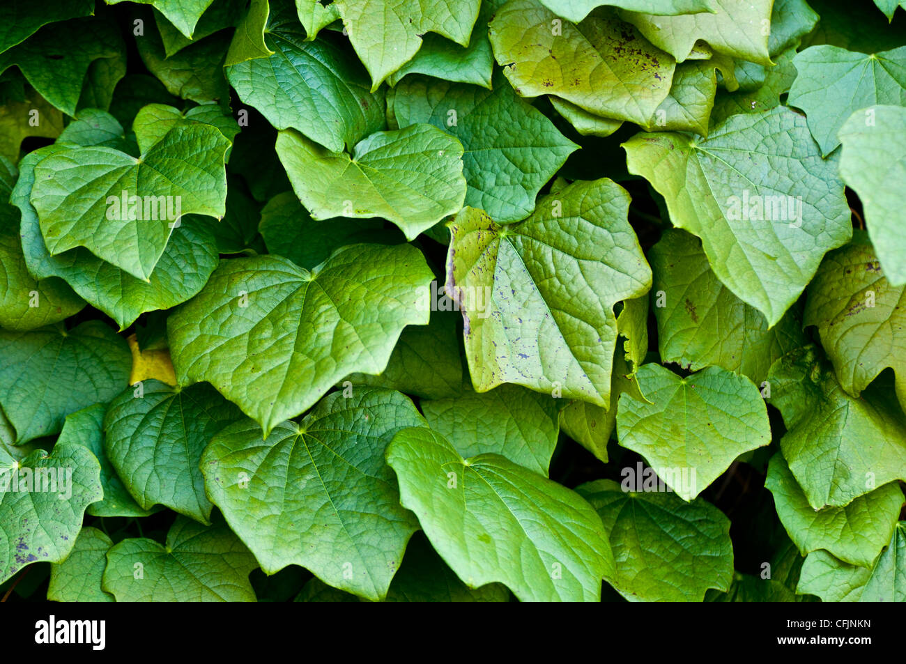 Leaves, foliage of toxic plant, Moonseed, Menispermum canadense, North America Stock Photo