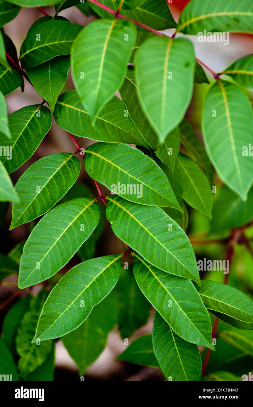 Leaves, foliage of toxic plant, Poison Sumac, Rhus vernix, Anacardiaceae, Eastern North America Stock Photo