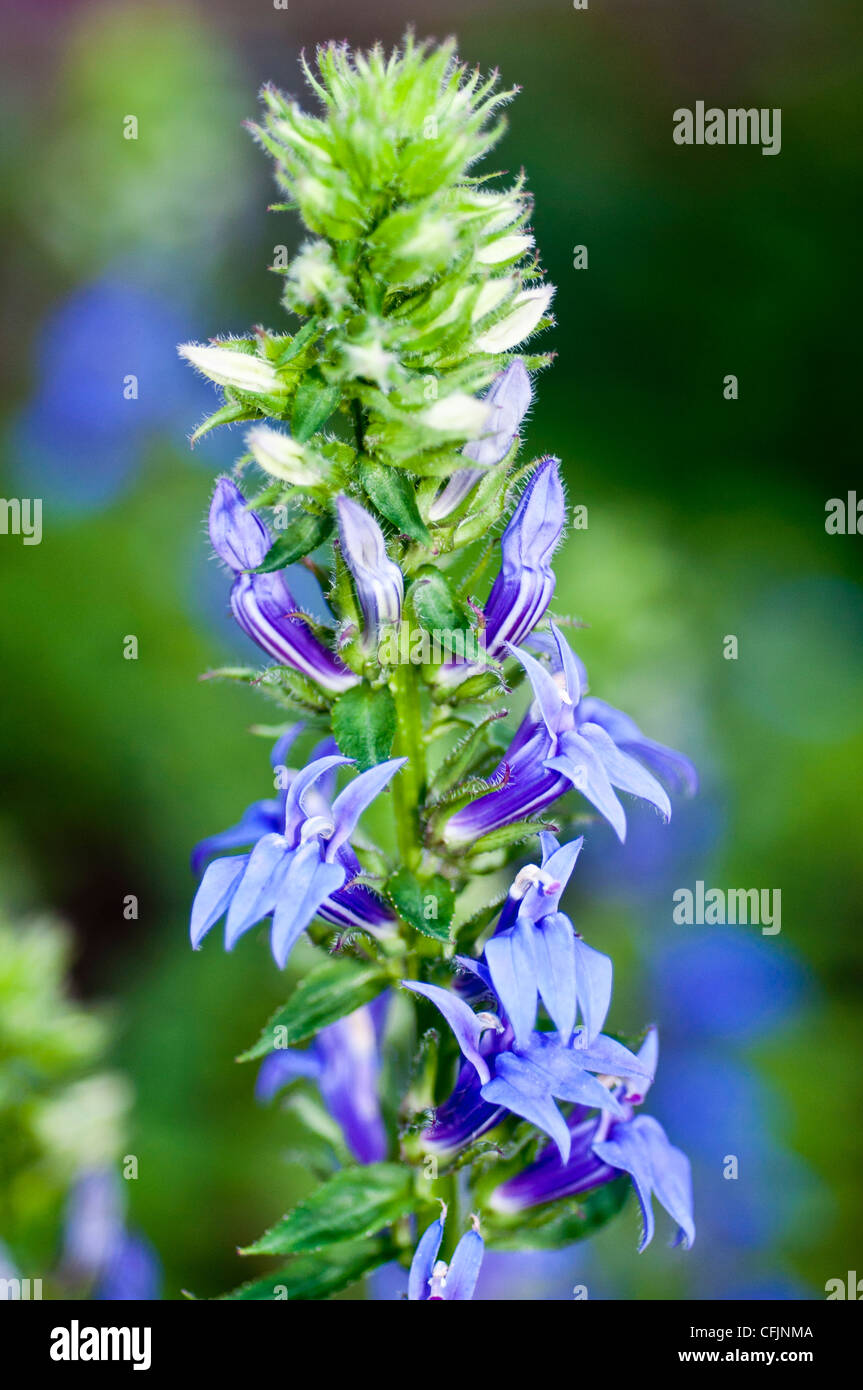 Blue flowers of toxic plant Great blue lobelia, Lobelia siphilitica