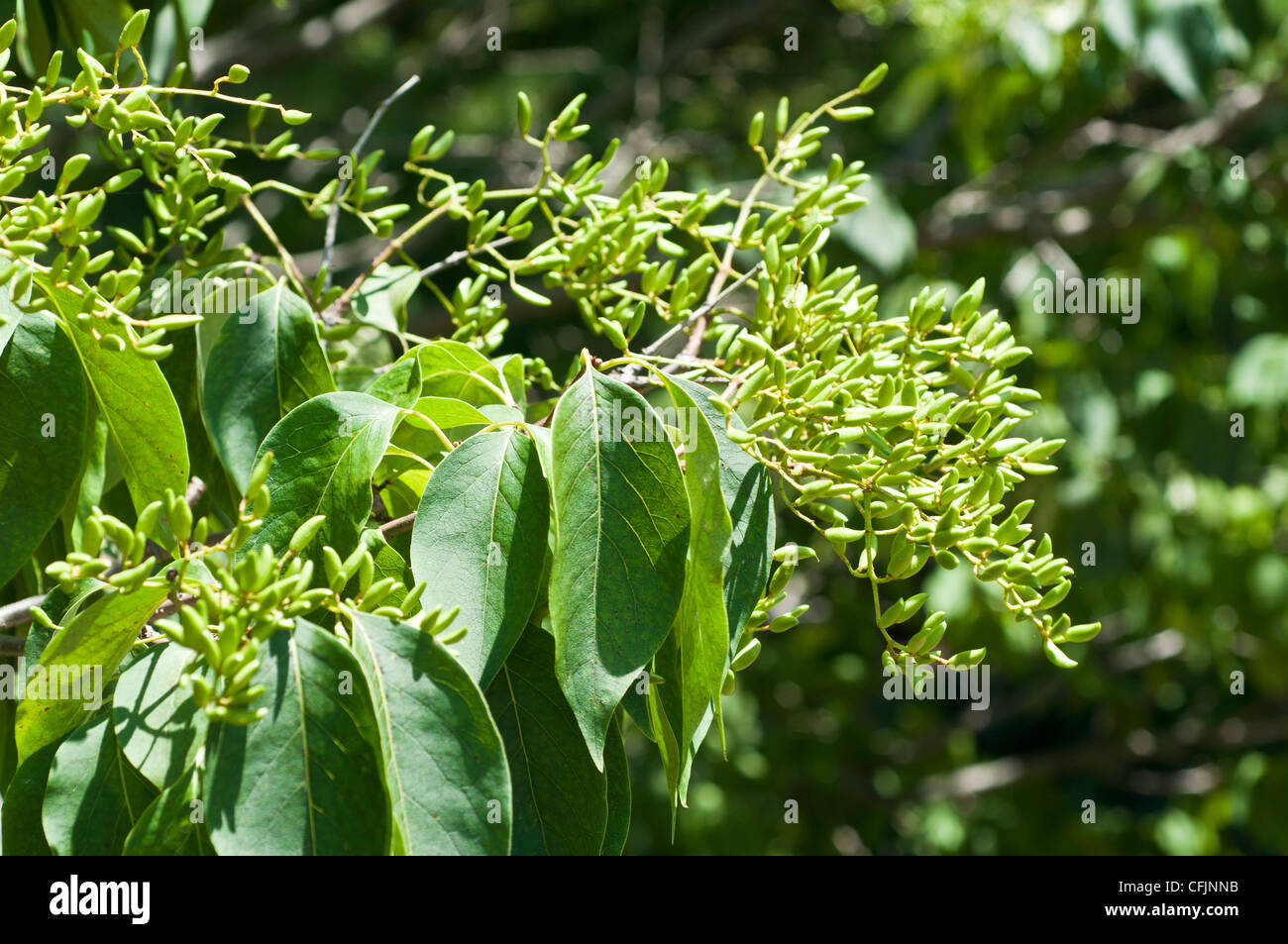 Syringa reticulata hi-res stock photography and images - Alamy