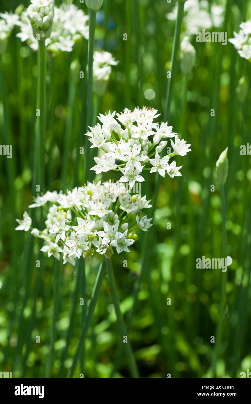 White flowers of Garlic Chives, Allium tuberosum, Amaryllidaceae Stock