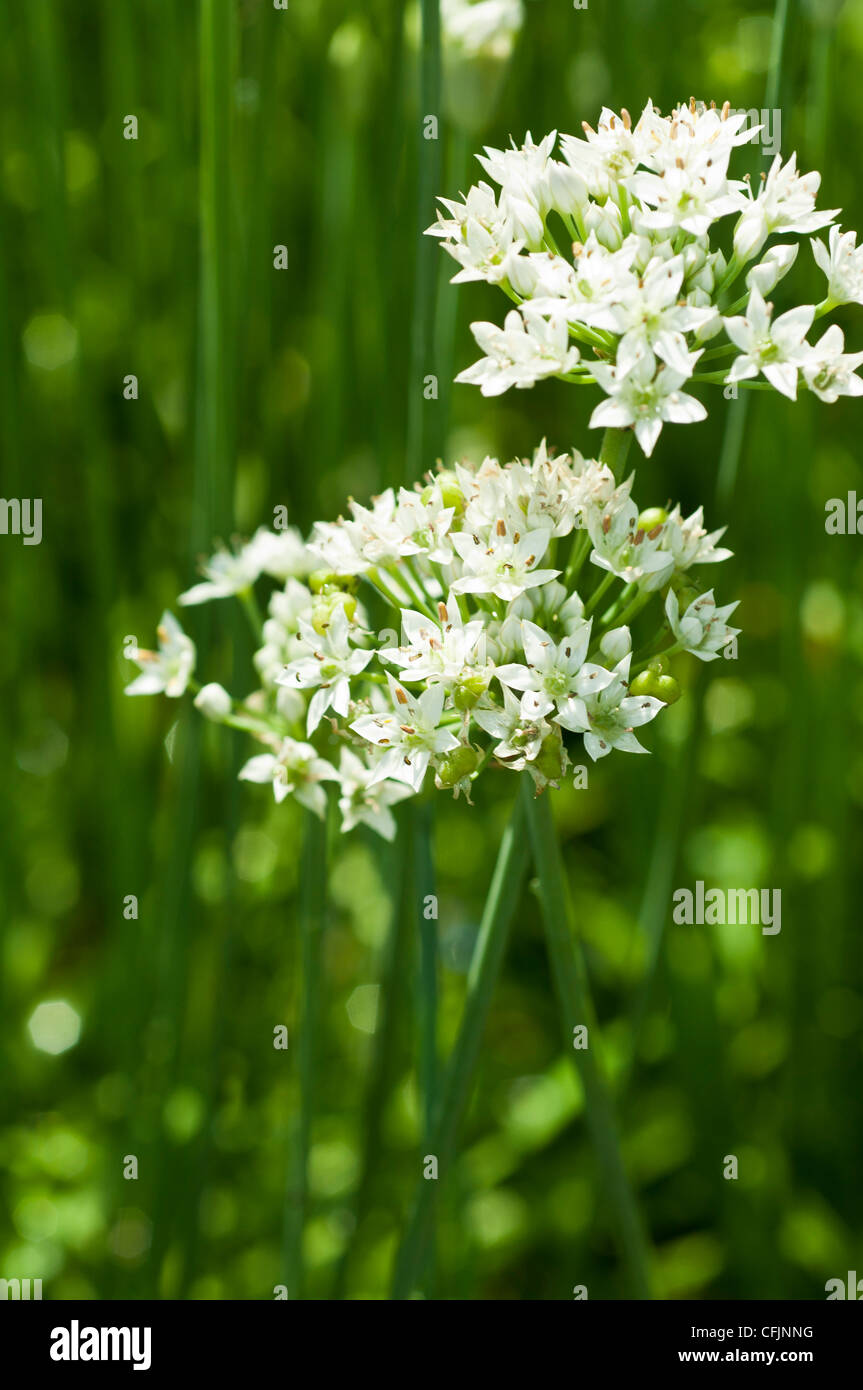 White flowers of Garlic Chives, Allium tuberosum, Amaryllidaceae Stock