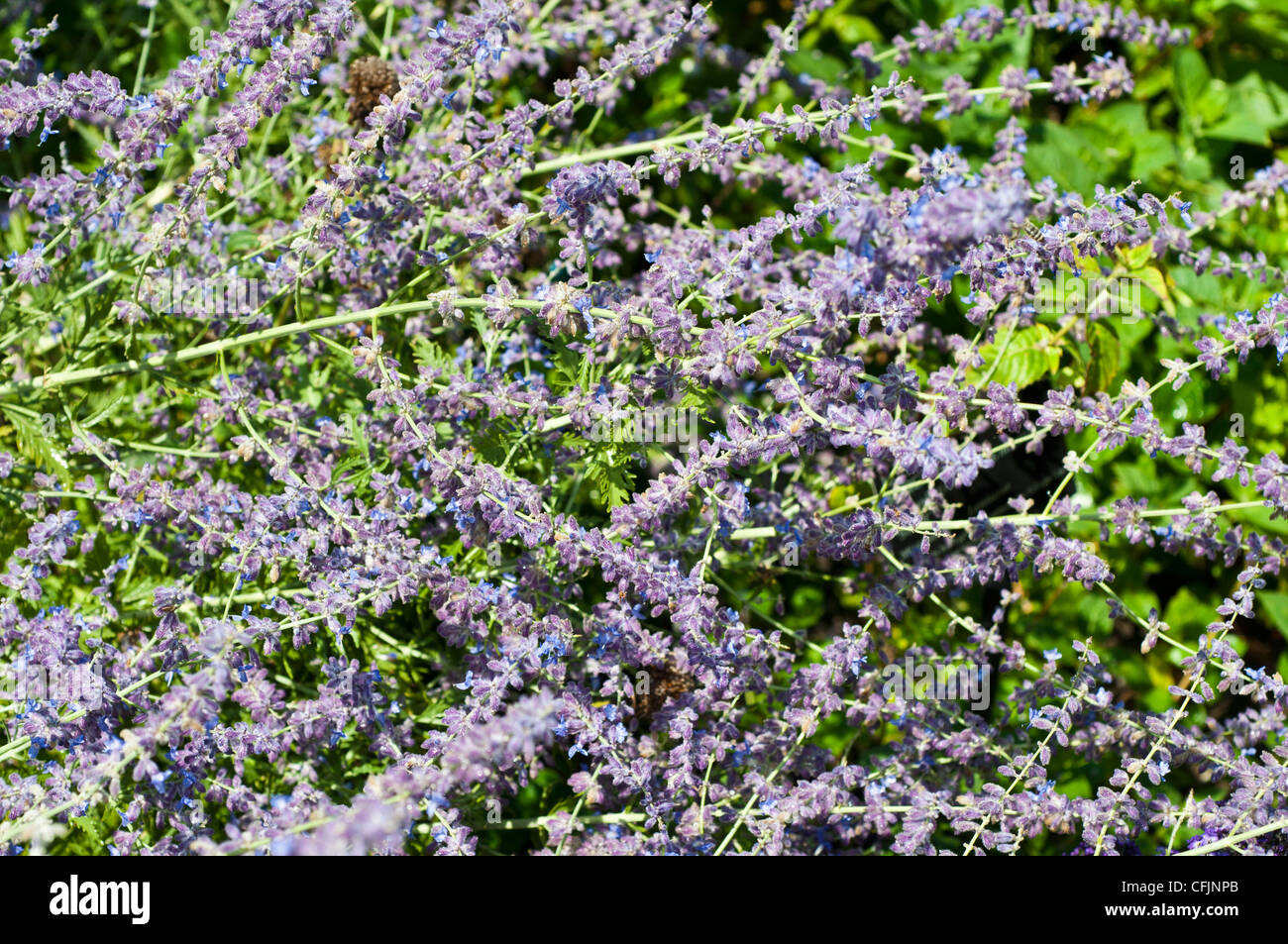 Blue violet flowers of Russian sage, Perovskia artemesioides, Lamiaceae, potpourri Stock Photo