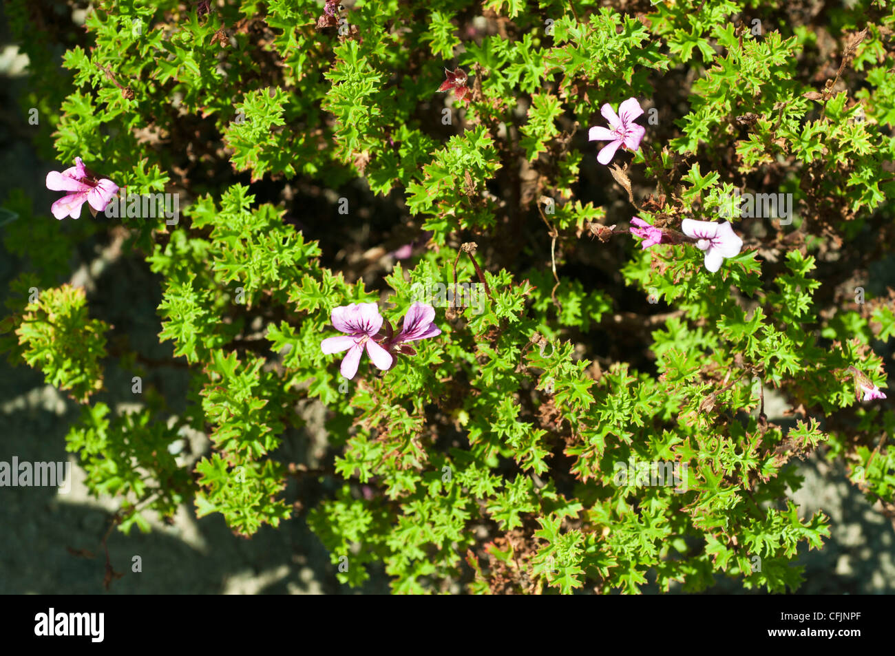Strawberry scented Geranium, Pelargonium x scarboroviae Stock Photo Alamy