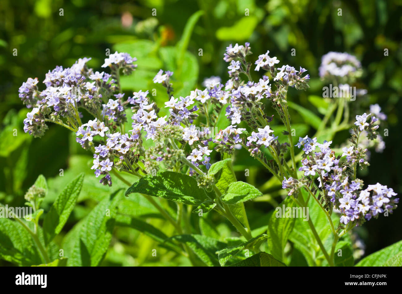 Pale blue flowers of Cherry Pie, Heliotropium arborescens, Boraginaceae, perfume, fragrant Stock Photo