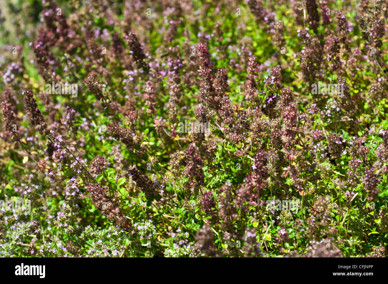 Pennsylvania Duch Tea Thyme, Thymus pulegioides, Lamiaceae Stock Photo