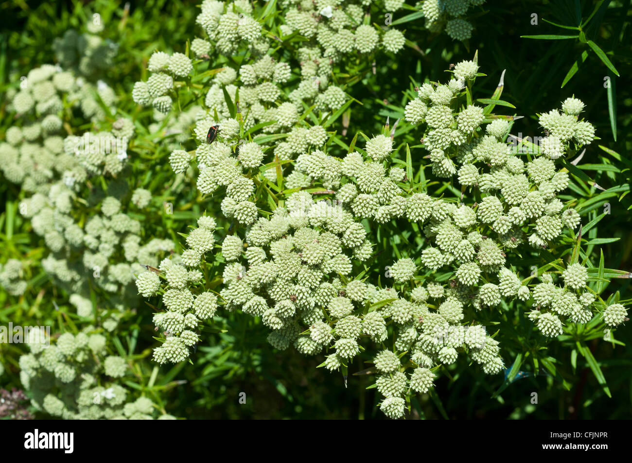 White flowers of Mountain mint, Pycnanthemum tenuifolium, Lamiaceae Stock Photo