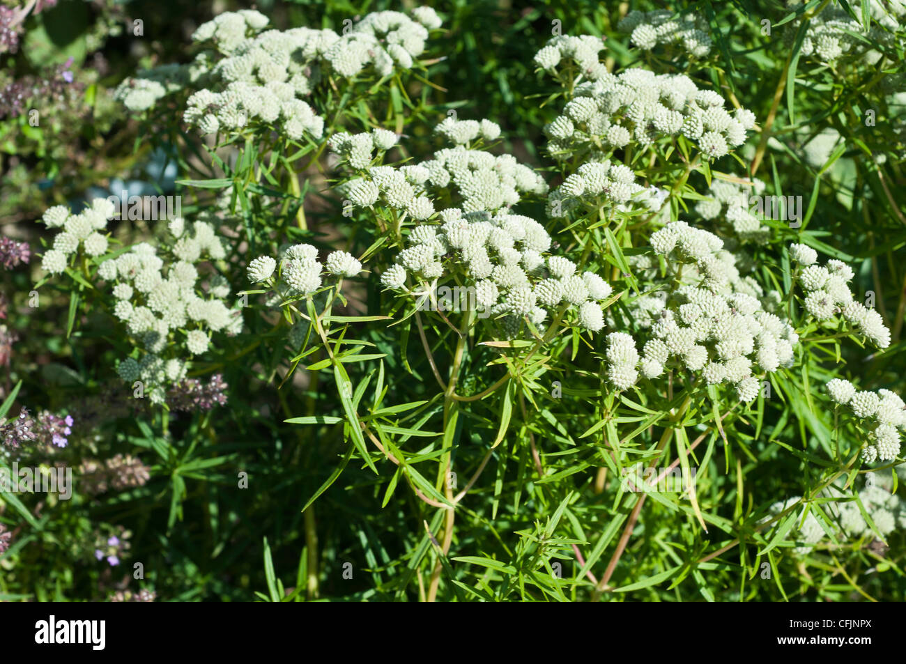White flowers of Mountain mint, Pycnanthemum tenuifolium, Lamiaceae Stock Photo