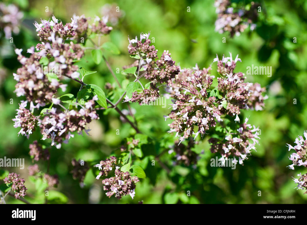 Pale violet flowers of Pot Marjoram, origanum vulgare, Labiatae Stock