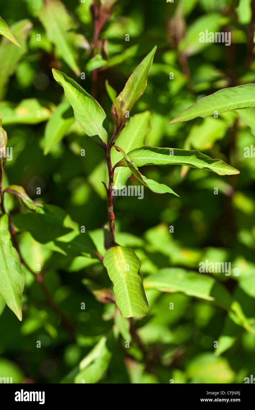 Green plant of Ramie, Boehmeria Nivea, Urticaceae, fiber plant Stock Photo