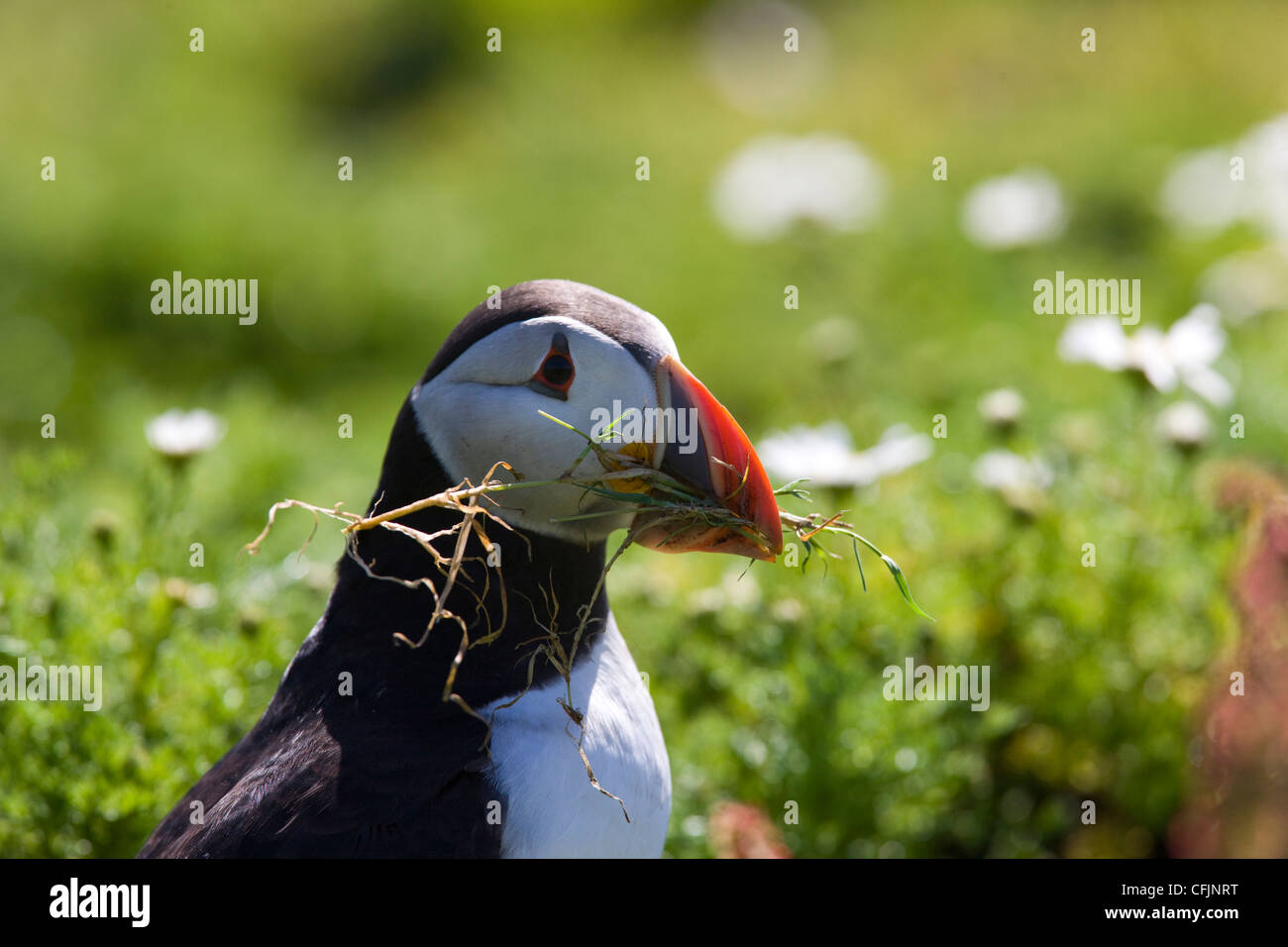 Puffin on Skomer Island in Pembrokeshire, Wales Stock Photo