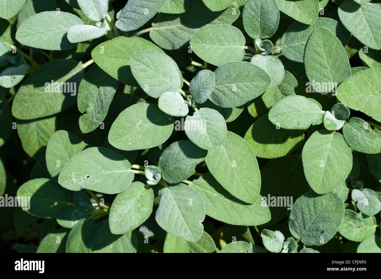 Berggarten Sage, Salvia officinalis Berggarten, Labiatae Stock Photo
