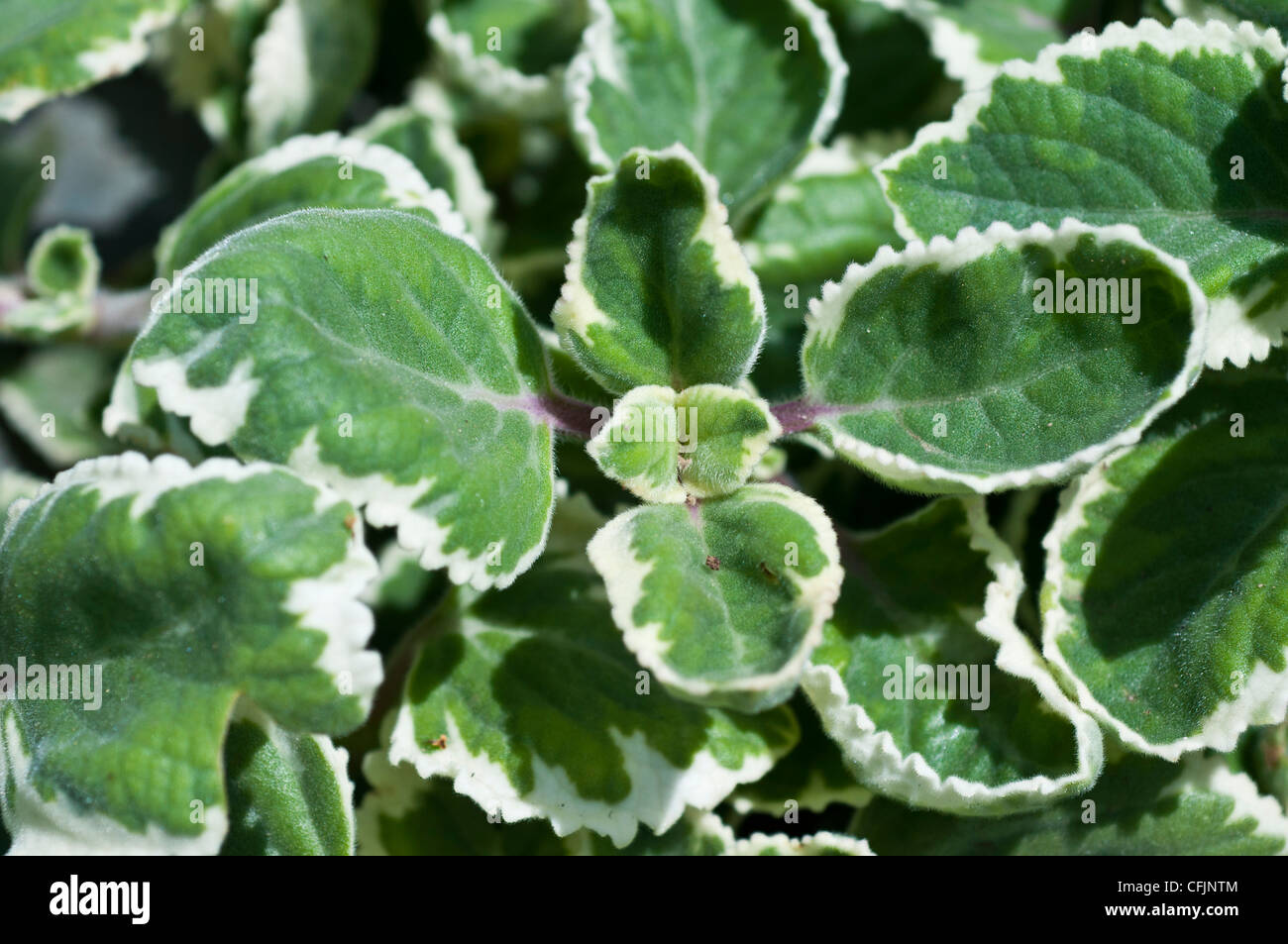 White and green Variegated Cuban Oregano,. Plectranthus amboinicus cv Variegatus, Labiatae Stock Photo