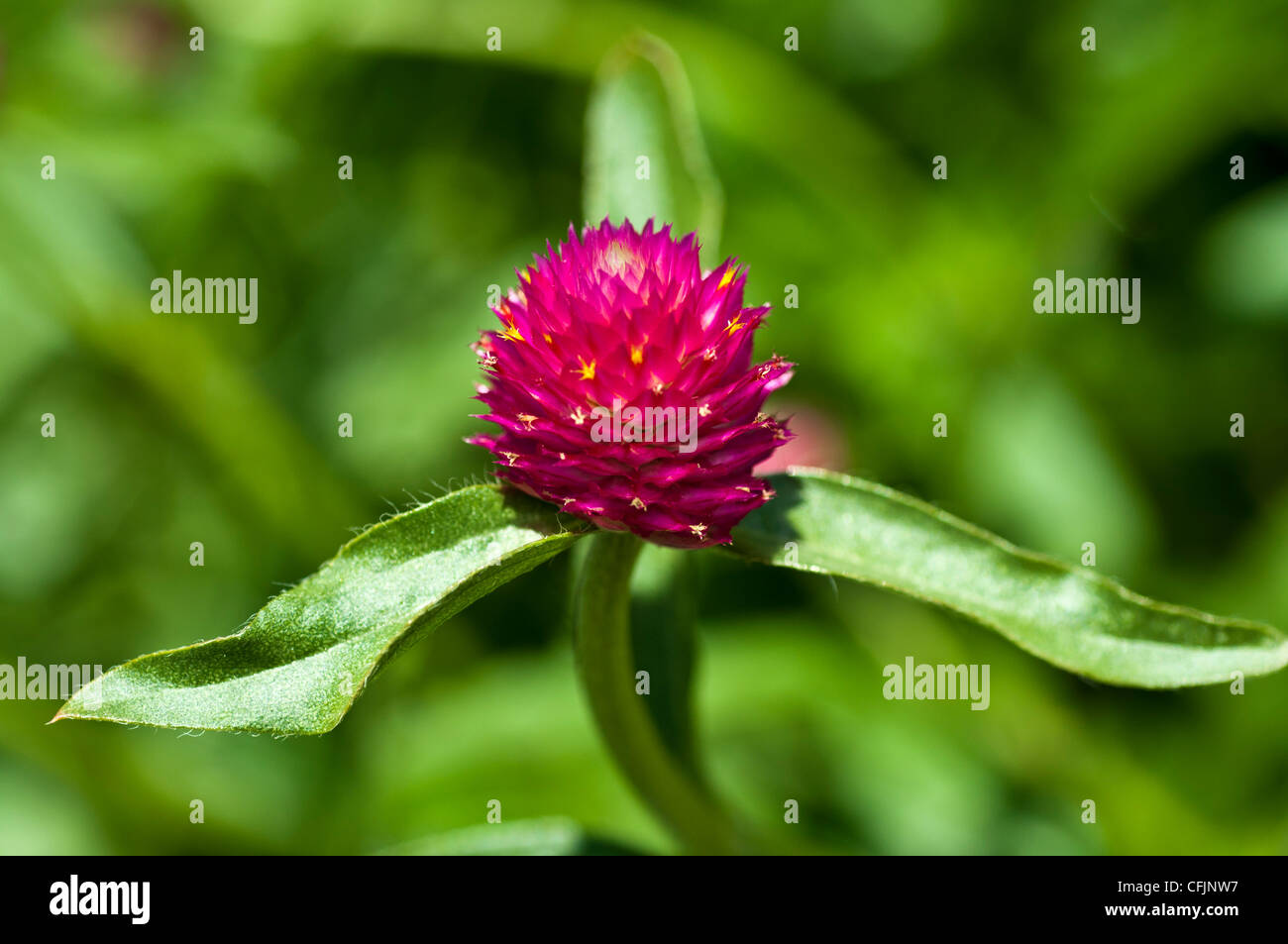 red Globe amaranth flower close up Amaranthaceae Gomphrena globosa Tropical America Stock Photo