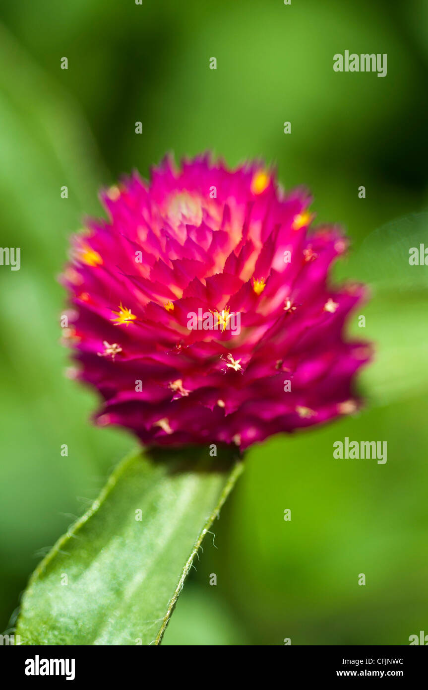 red Globe amaranth flower close up Amaranthaceae Gomphrena globosa Tropical America Stock Photo