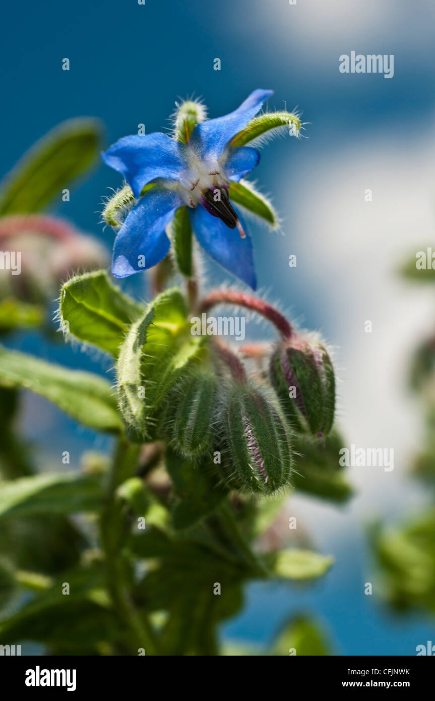 Blue flower of Borage, Borago Officinalis, Boraginaceae Stock Photo