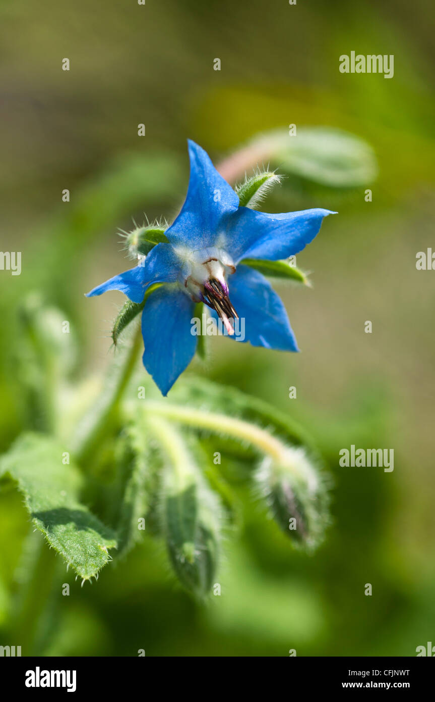 Blue Flower Of Borage Borago Officinalis Boraginaceae Stock Photo Alamy