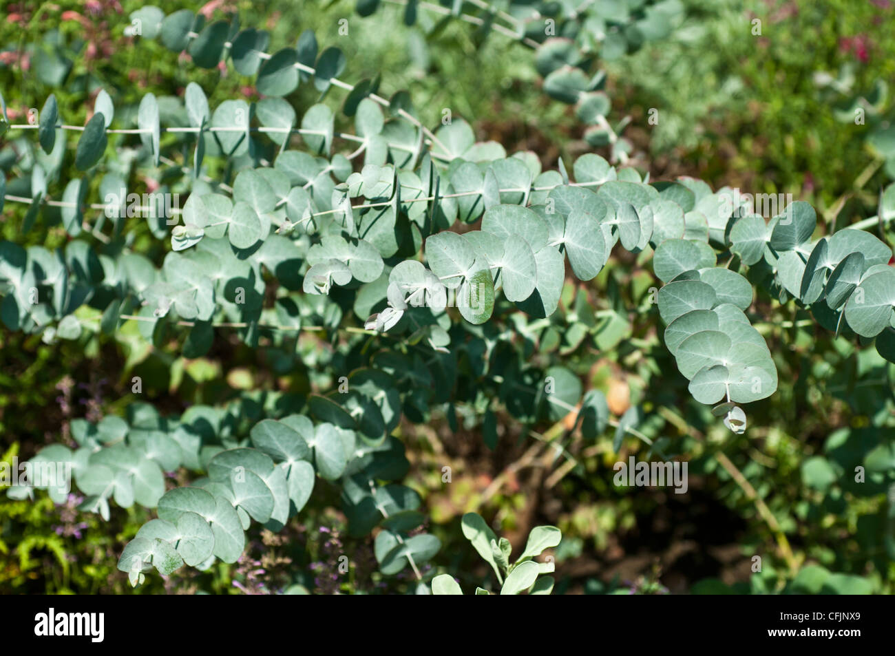 Argyle apple, Mealy Stringybark, Eucalyptus cinerea var pendula Stock