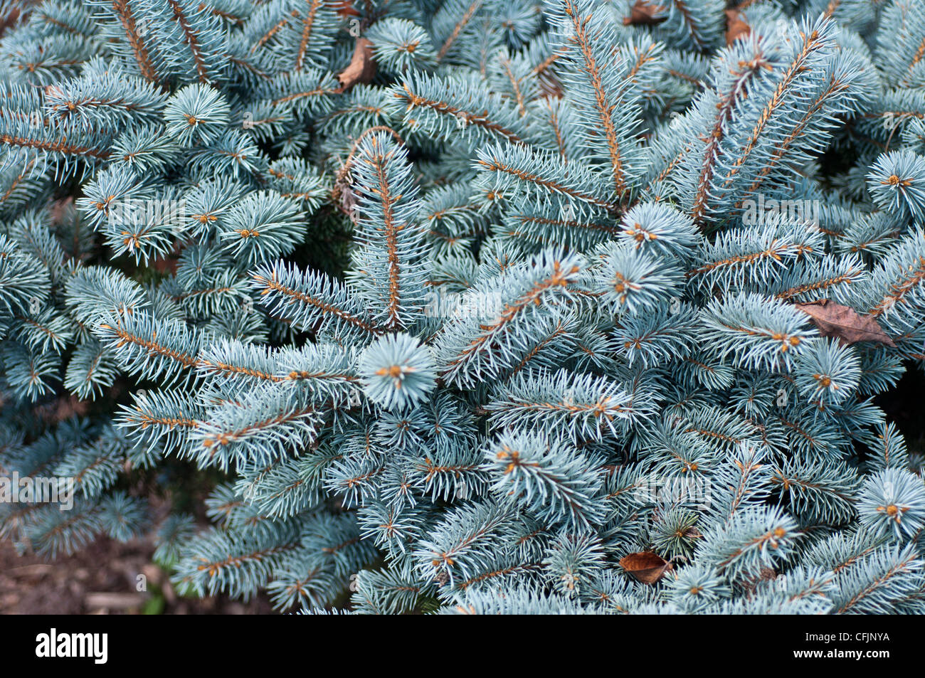 Silver blue conifers of Colorado Spruce, Picea Pungens f Glauca var Montgomery Stock Photo
