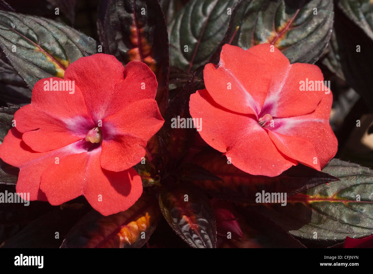 Red two flowers of Impatiens cultivar Stock Photo