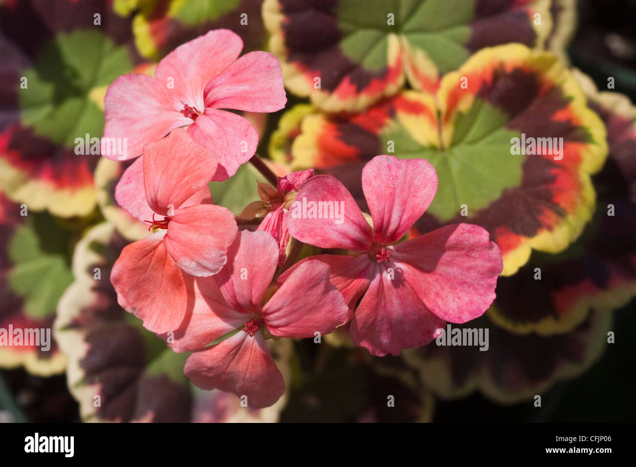 Pink flowers and white brown green fancy leaved foliage of zonal geranium or pelargonium Stock Photo