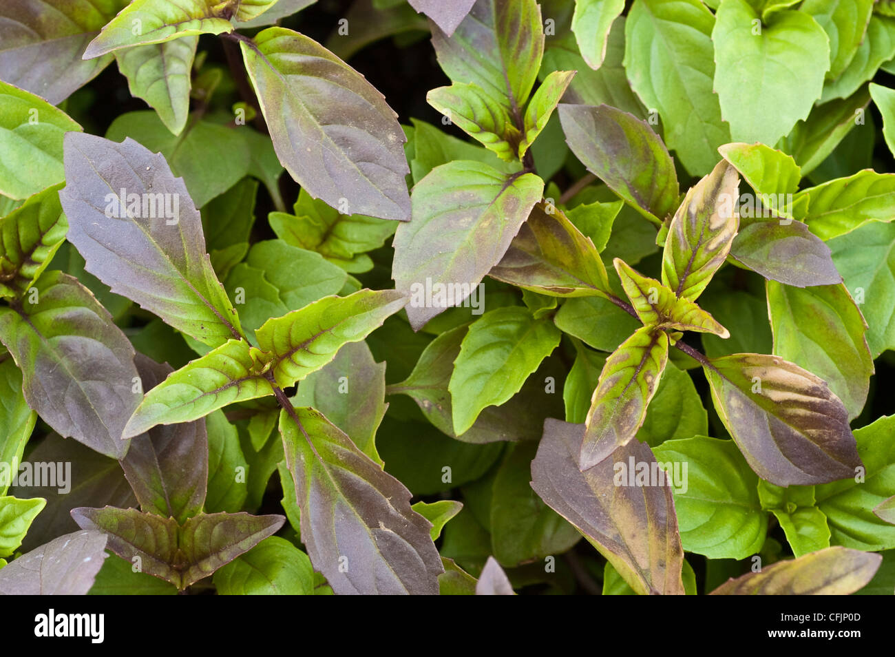 Foliage of Thai Basil, Ocimum basilicum, Lamiaceae Stock Photo