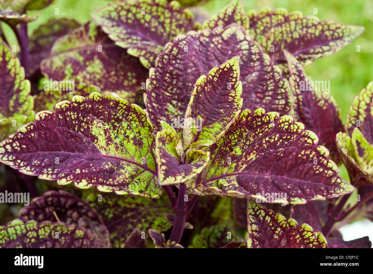 Violet leaves plant best sale