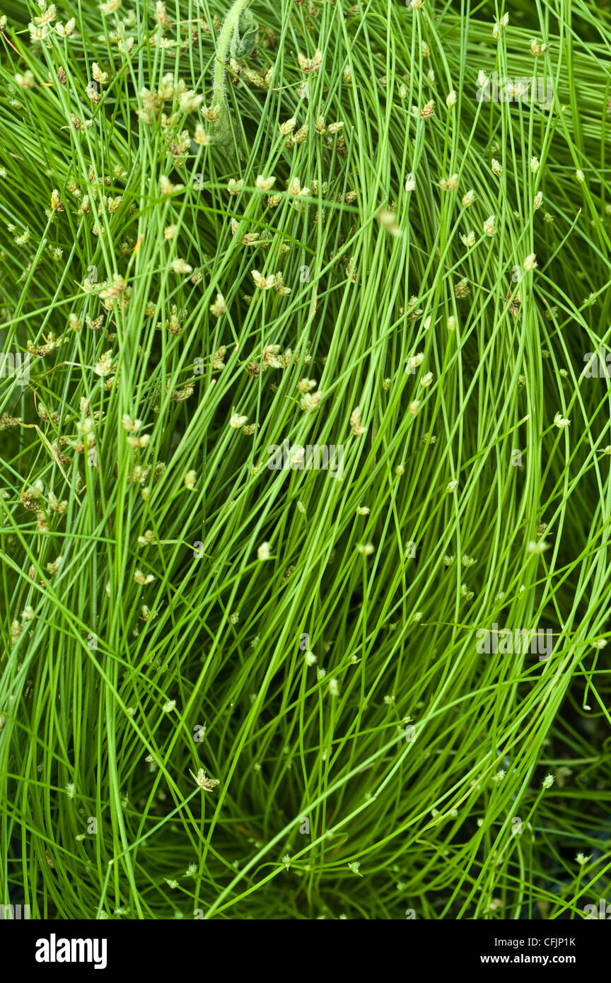 Fiber optic grass, Isolepis Cernua var Live wire Stock Photo
