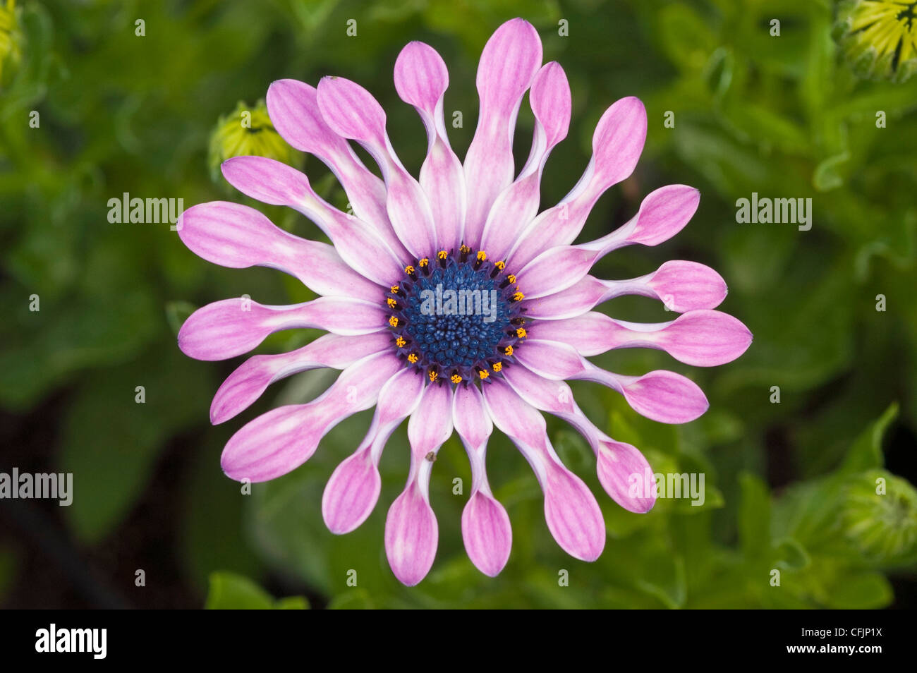 Pink flower close up of Osteospermum hybrid, Soprano ® Lilac Spoon, african daisy Stock Photo