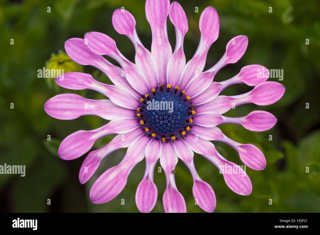 Pink flower close up of Osteospermum hybrid, Soprano ® Lilac Spoon Stock Photo