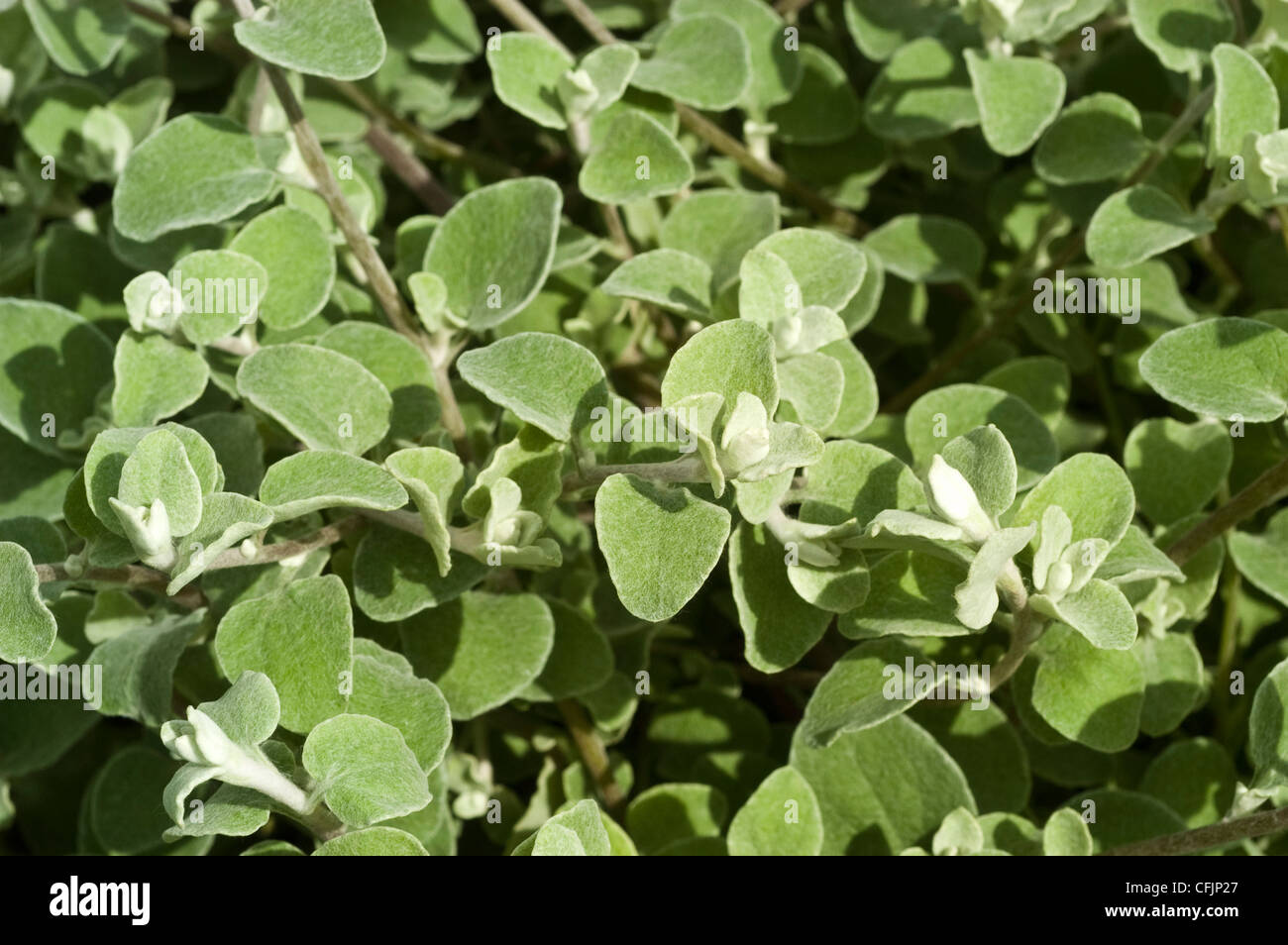 Foliage, leaves of Licorice Plant, Helichrysum petiolare, Silver-bush Everlasting Flower, Trailing Dusty-miller Stock Photo