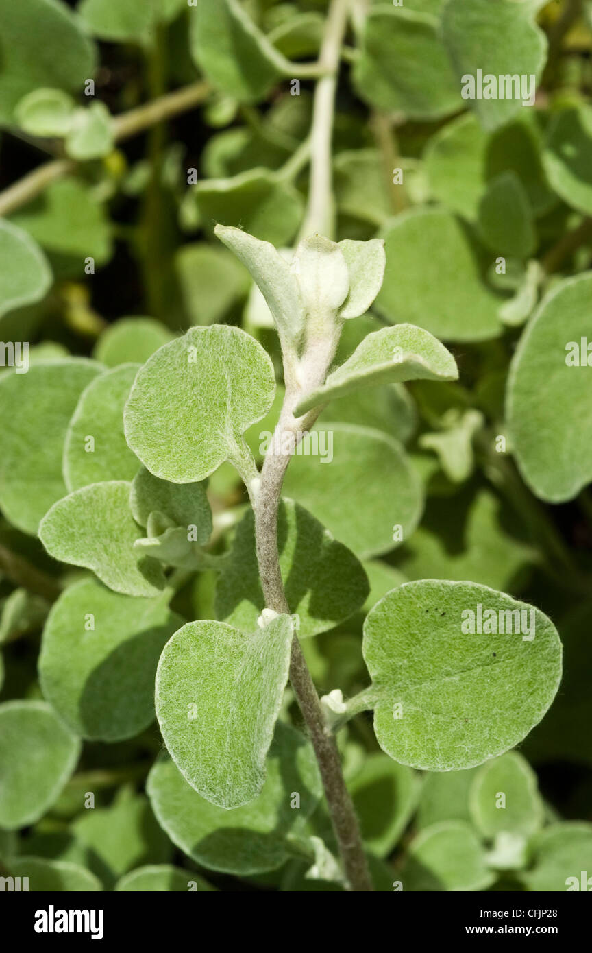 Foliage, leaves of Licorice Plant, Helichrysum petiolare, Silver-bush Everlasting Flower, Trailing Dusty-miller Stock Photo