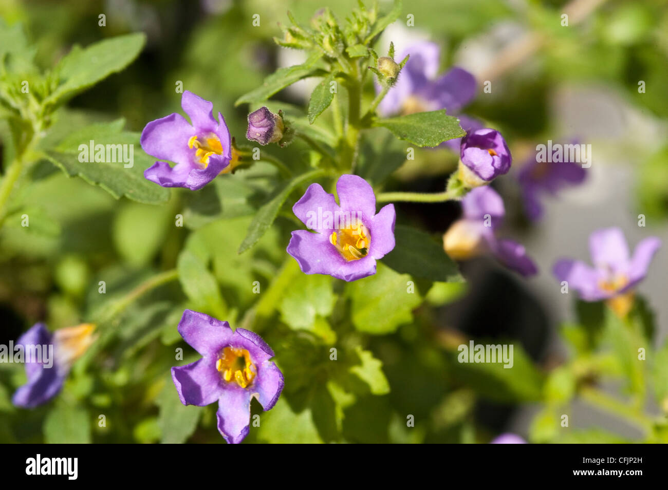 Pale violet blue yellow small flowers of Bacopa, Sutera Cordata var Blutopia Blue, Scrophulariaceae Stock Photo