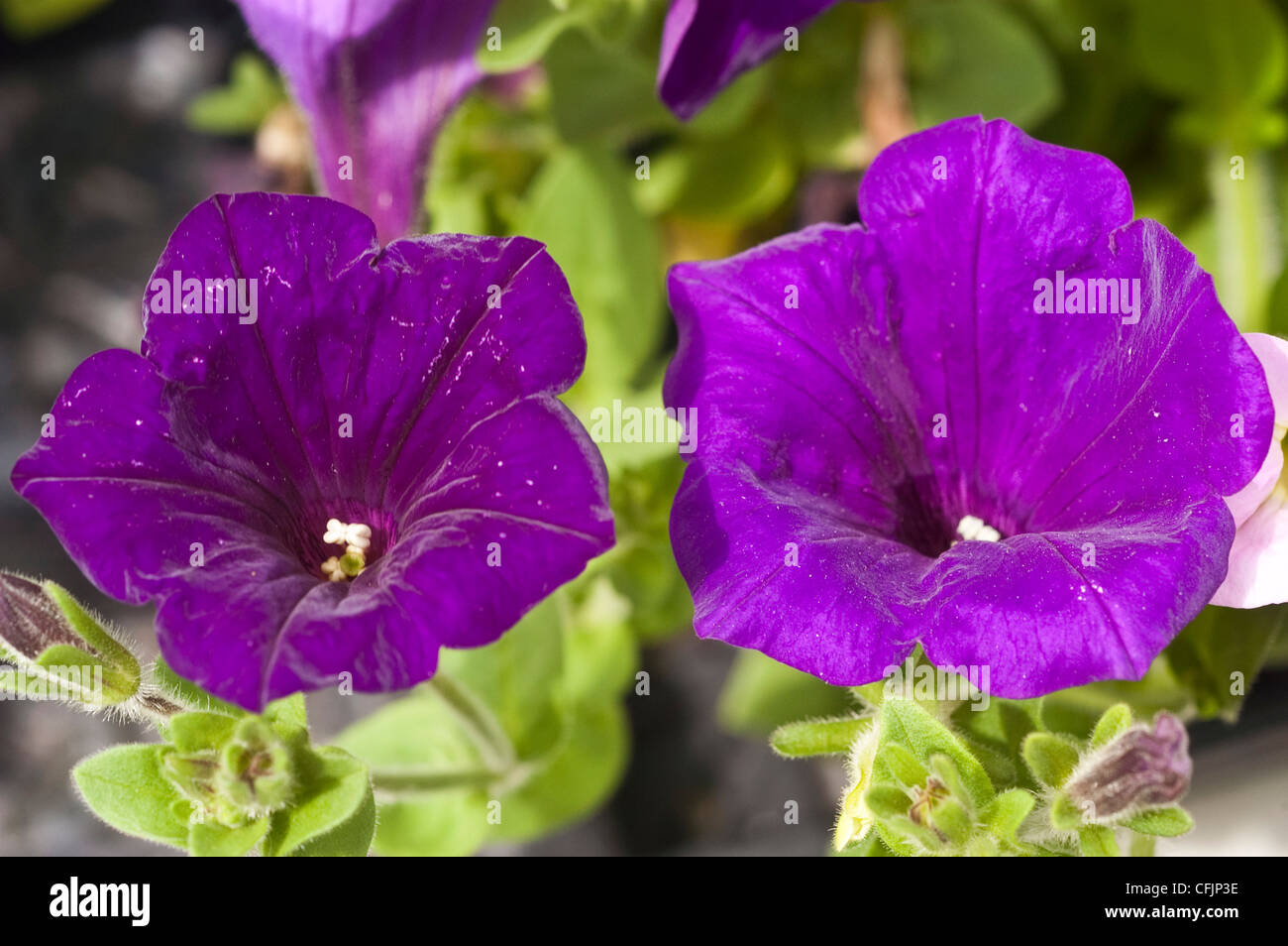 Violet, purple flowers of Hybrid Petunia var Supertunia Royal Velvet Stock Photo