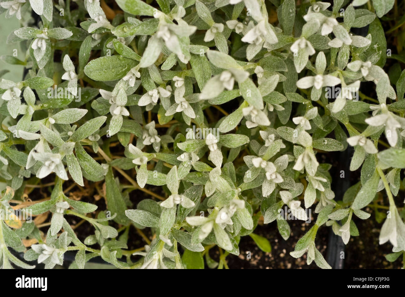 Cerastium tomentosum, Snow-in-Summer plant var Silver Carpet Stock Photo