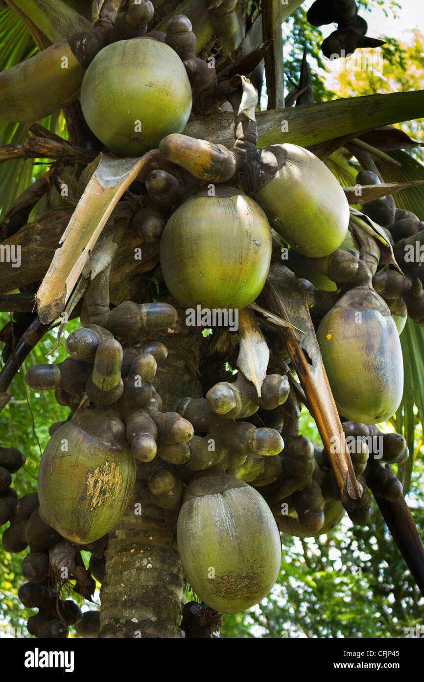 Double coconut (Coco de mer palm), world's largest plant fruit, Royal Botanic Gardens, Peradeniya, near Kandy, Sri Lanka, Asia Stock Photo