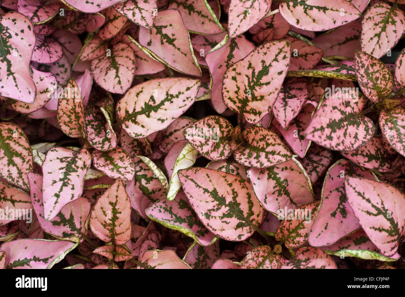 Foliage, leaves of Pink Splash Hypoestes, Hypoestes phyllostachya var Splash Pink Select Stock Photo