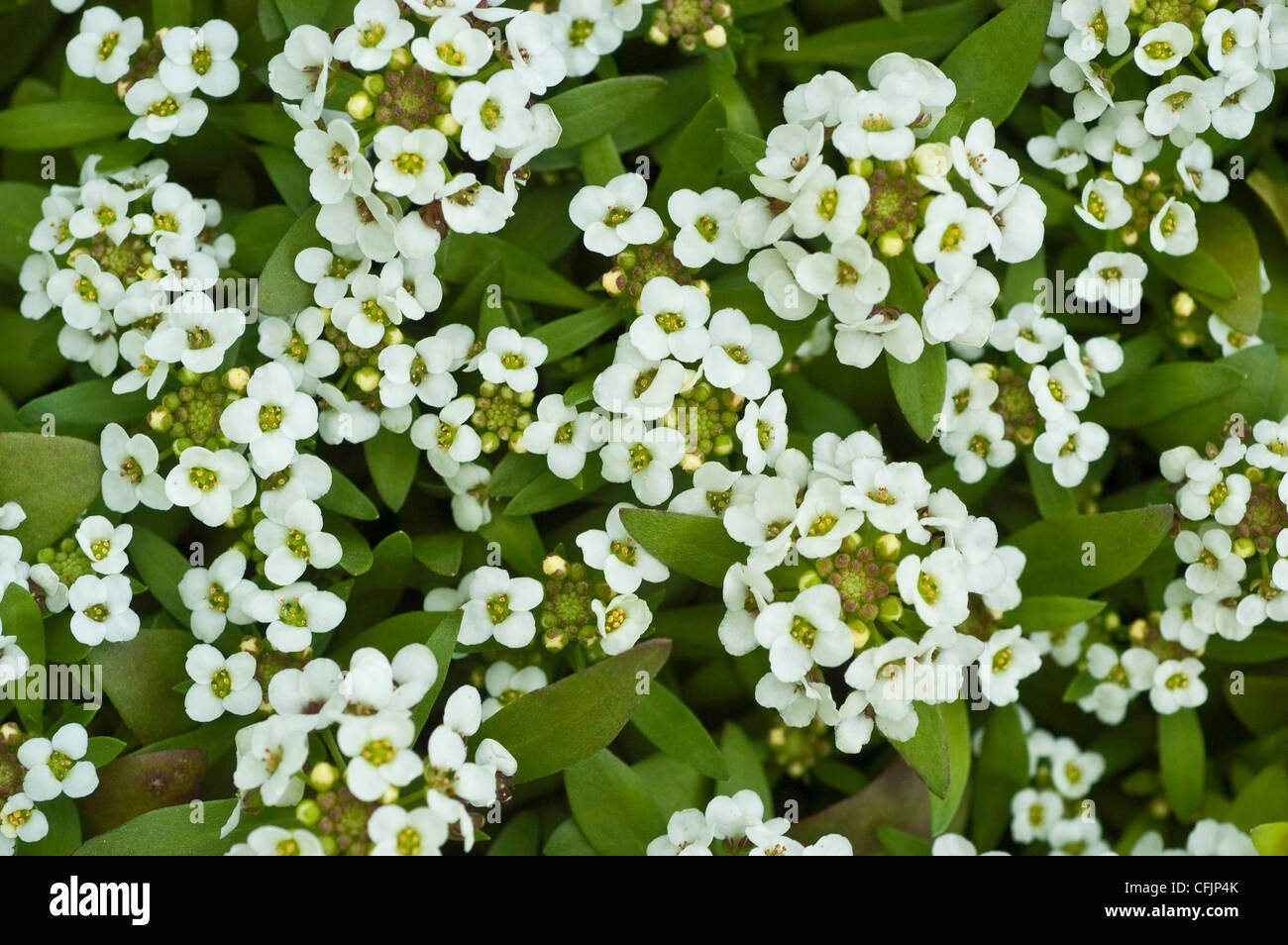 Easter white alyssum hires stock photography and images Alamy