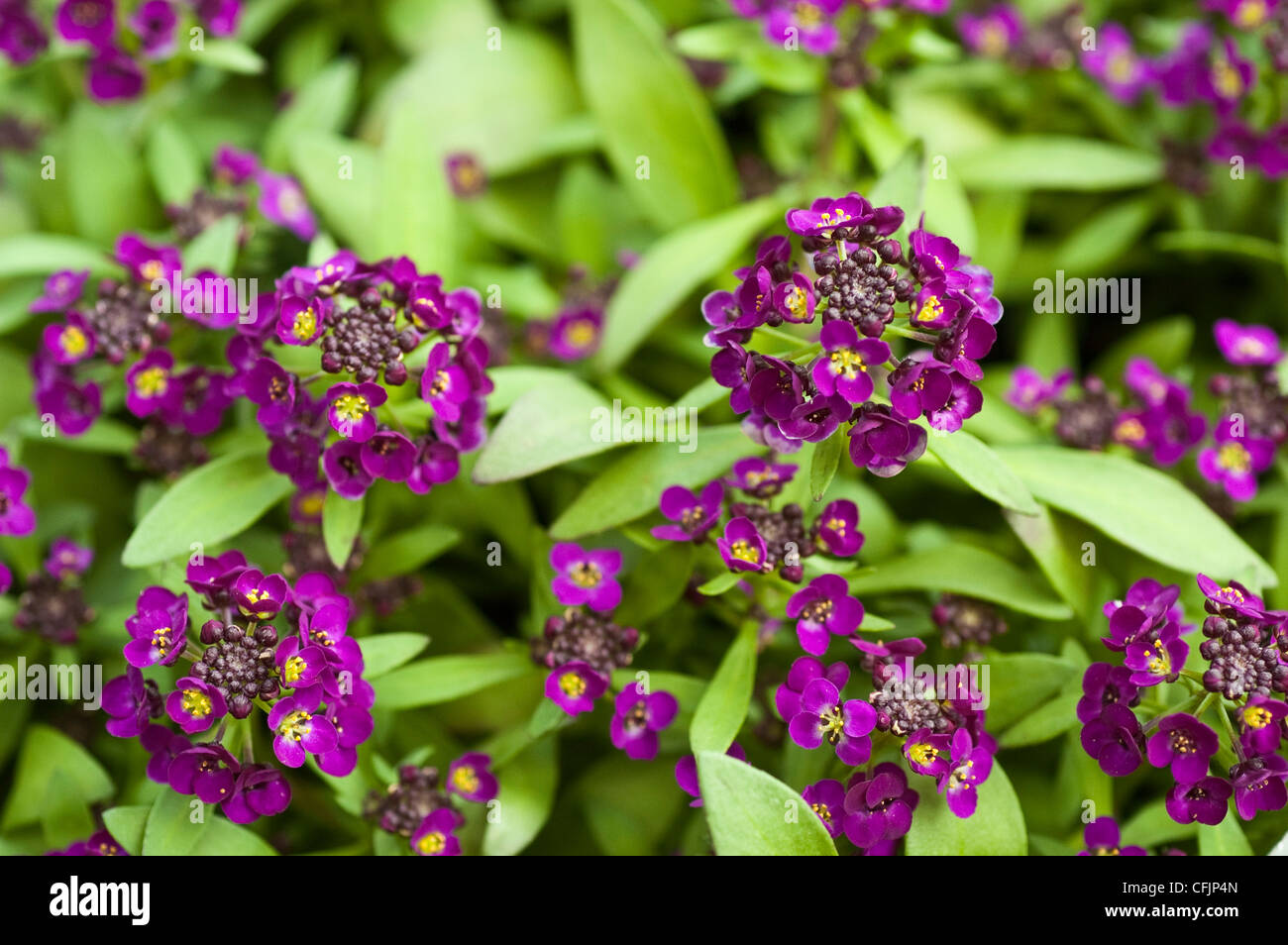 Many small violet, purple flowers of Sweet Alyssum, Easter Bonnet Violet Alyssum,  Lobularia maritima Stock Photo