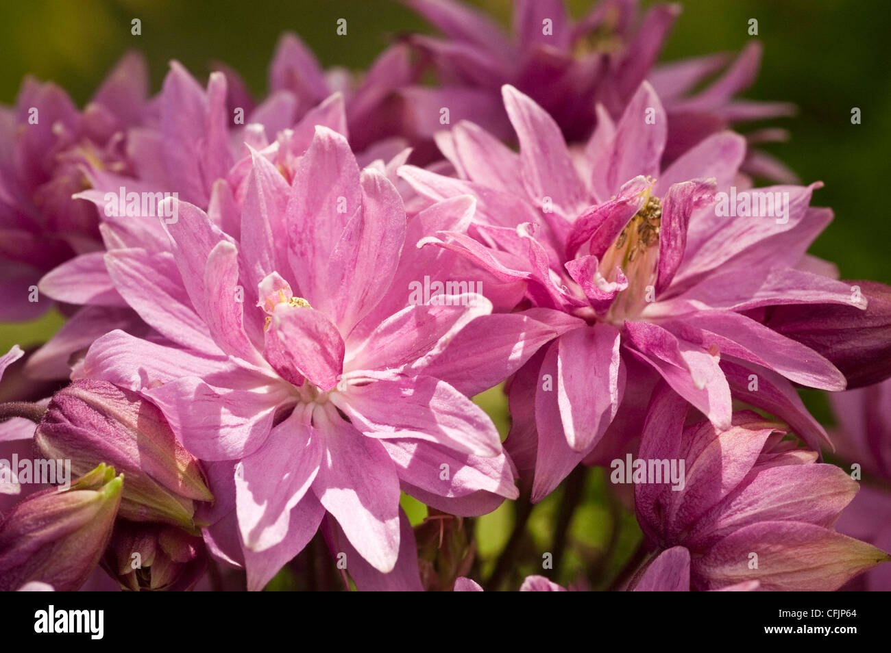 Pink flowers of Columbine var Clementine rose, Aquilegia vulgaris, Stock Photo