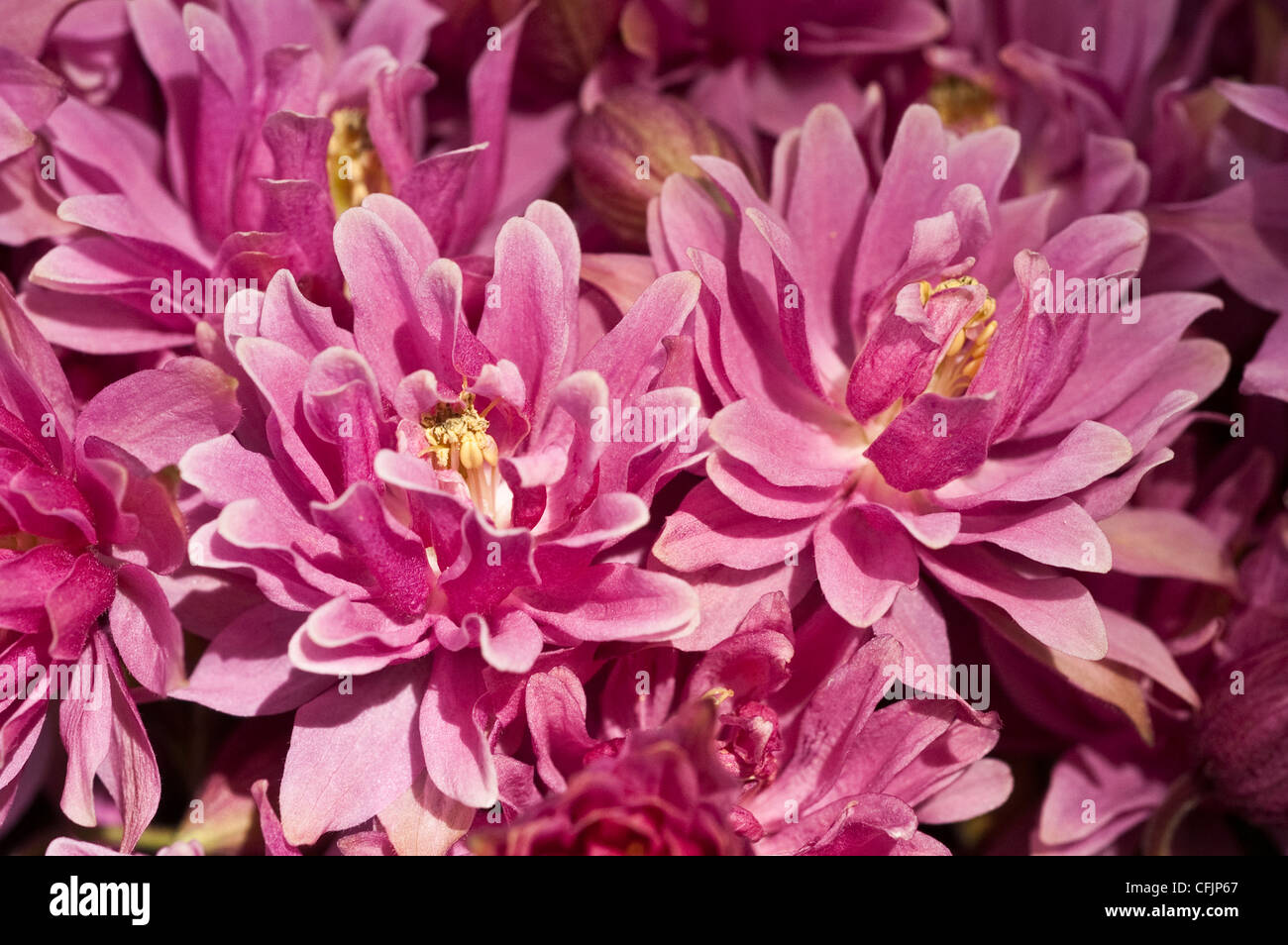 Pink flowers of Columbine var Clementine rose, Aquilegia vulgaris Stock Photo
