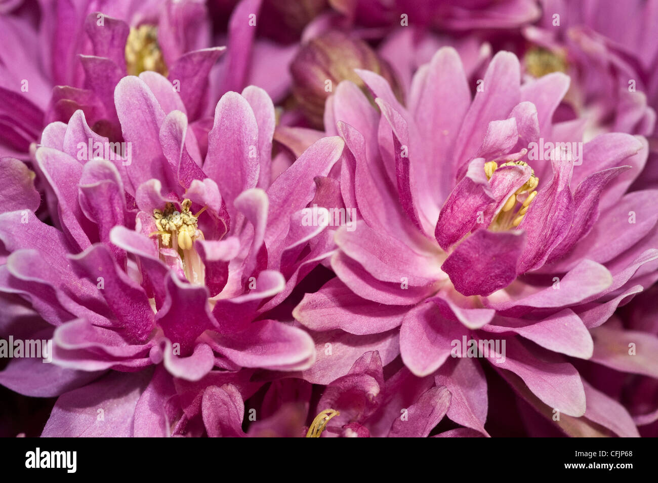 Pink flowers of Columbine var Clementine rose, Aquilegia vulgaris, bloom, blossom, petals, cultivar, horticulture, gardening, pl Stock Photo