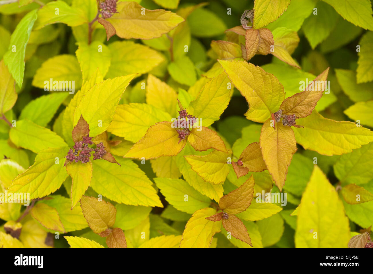 Yellow foliage of Golden Princess Spirea, Spiraea japonica, leaves Stock Photo