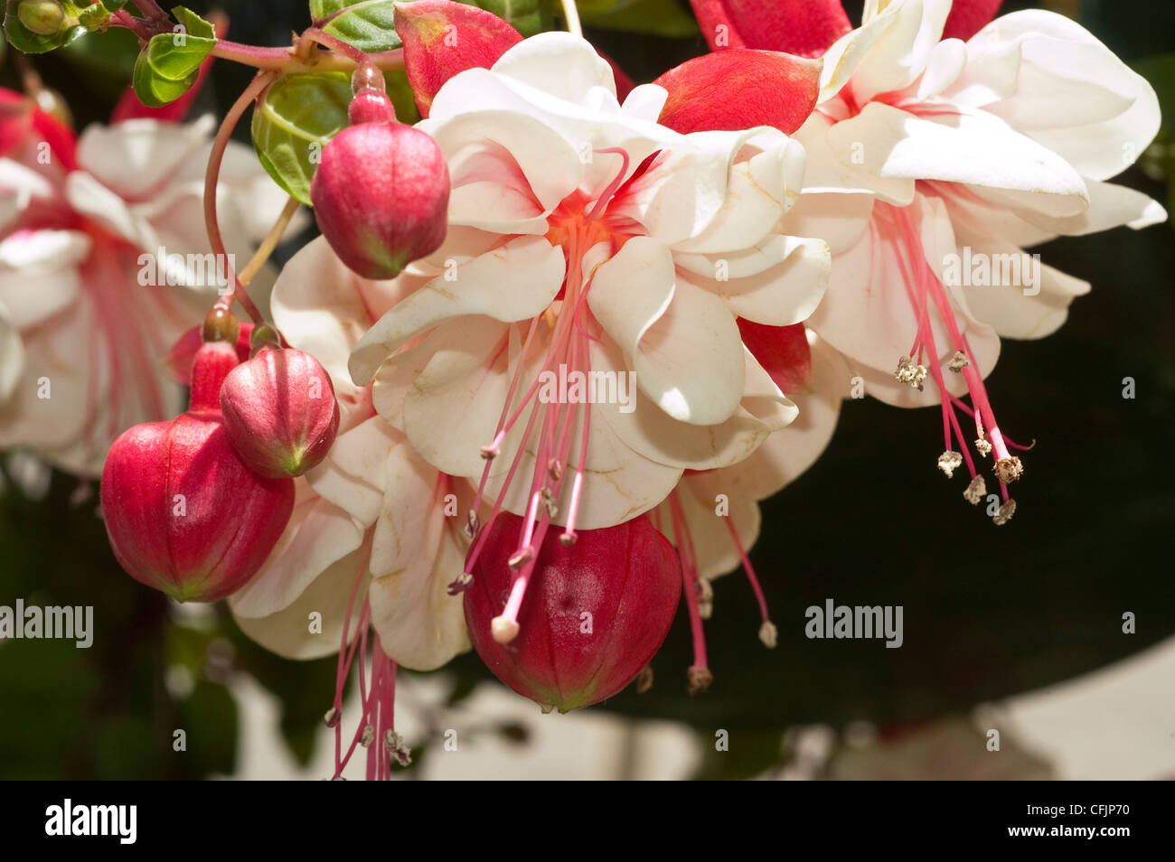 Many white and pink Fuchsia flowers from down Stock Photo