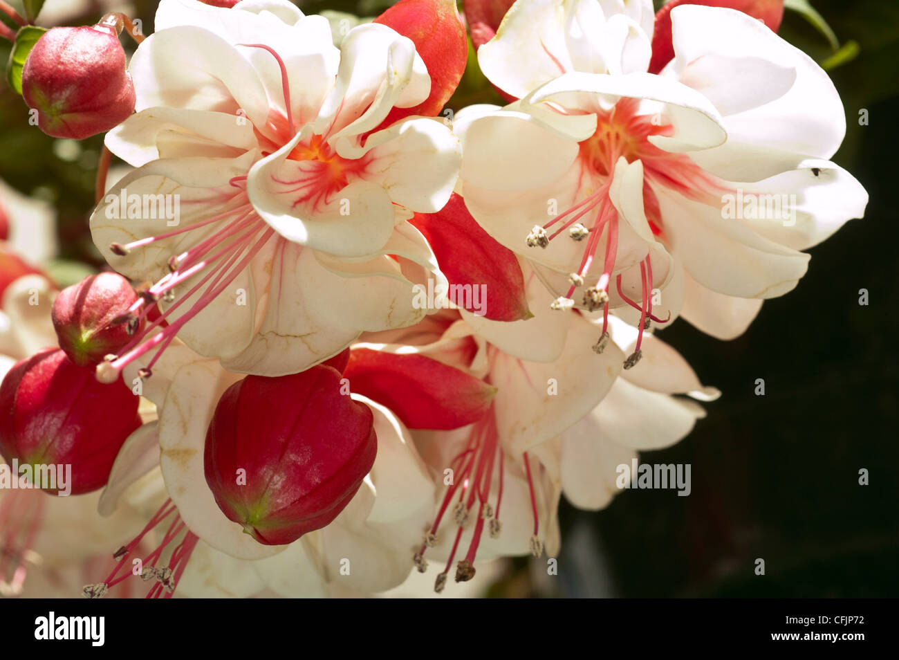 Many white and pink Fuchsia flowers from down Stock Photo