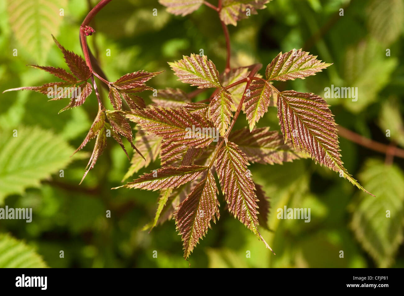 Brown young leaves of Goats beard, Brides feathers,Aruncus dioicus, Rosaceae, Stock Photo