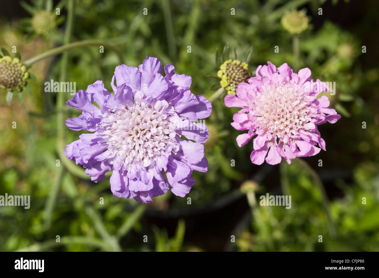 Scabiosa var Butterfly Blue, Pincushion flower Stock Photo Alamy