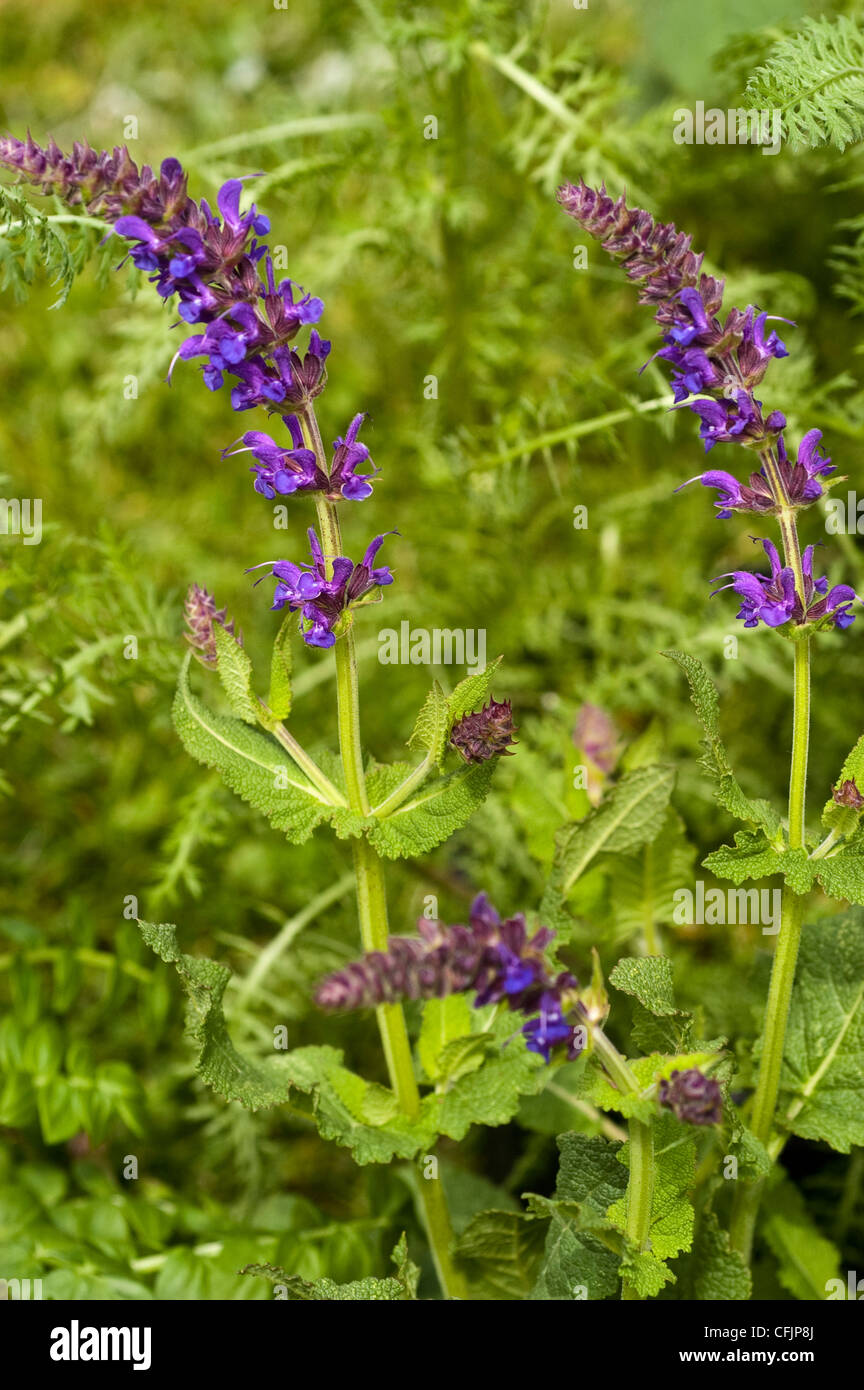 Salvia may night hi-res stock photography and images - Alamy